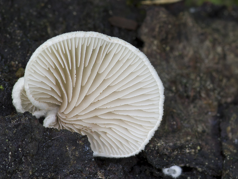 Crepidotus kubickae